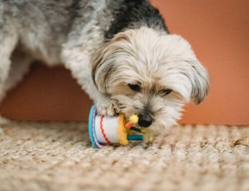 The 10 Best Toys For Keeping Your Puppy Entertained